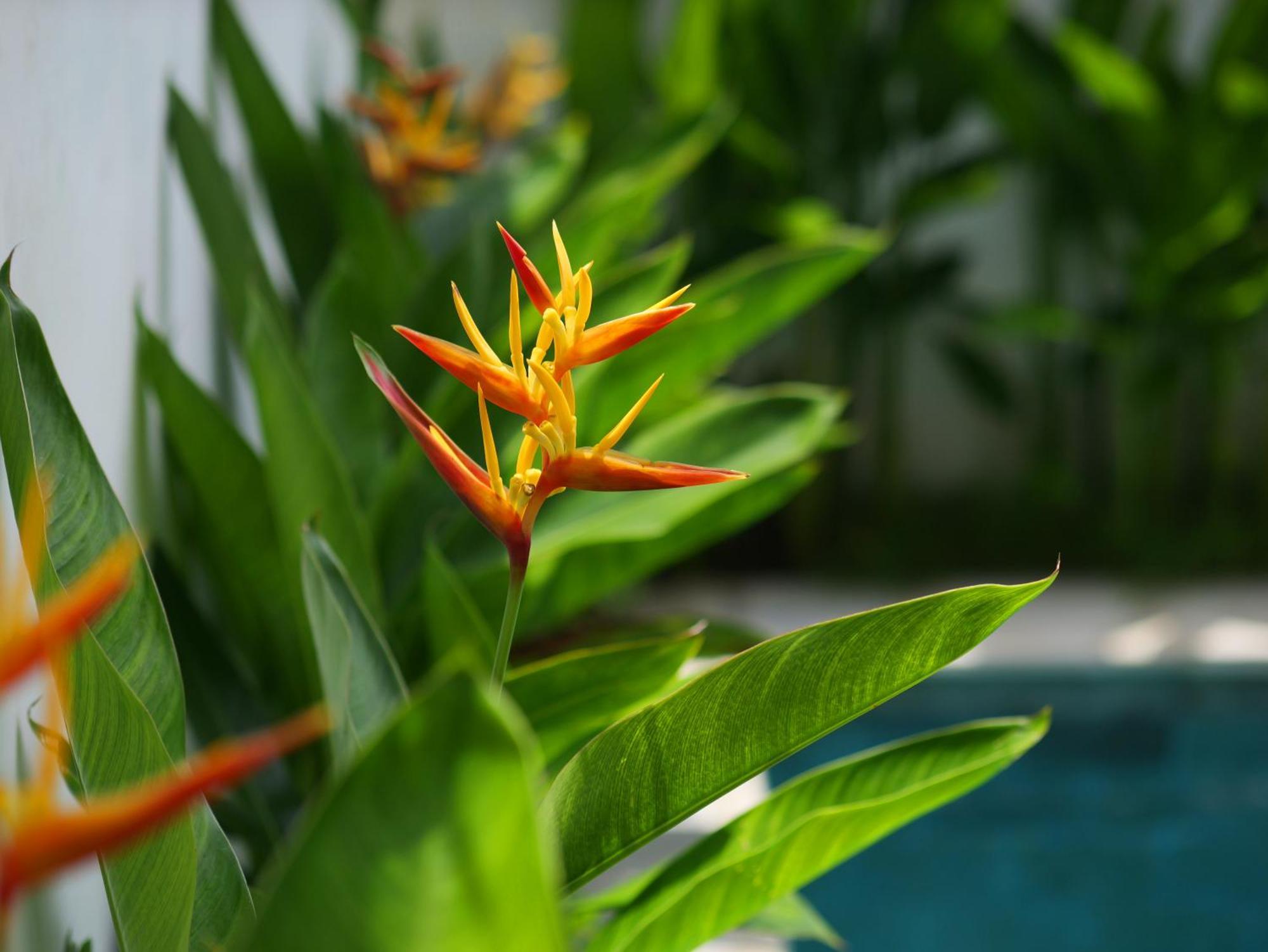 Ken Ken Guest House Seminyak Esterno foto